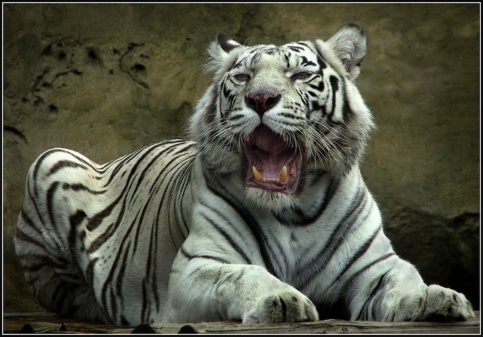 : White Tiger