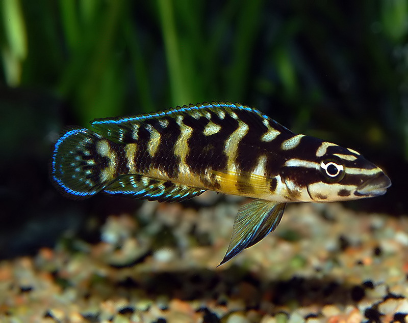 : Julidochromis marlieri