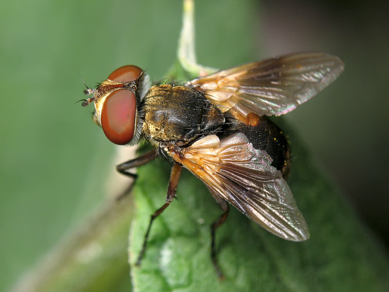 /: Ectophasia crassipennis -  