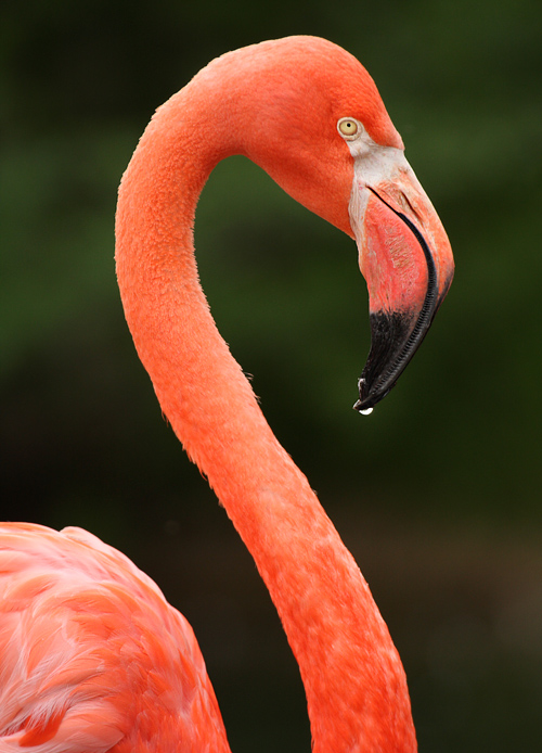 : Flamingo