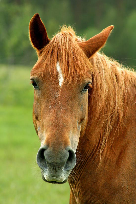 : PORTRAIT of a HORSE