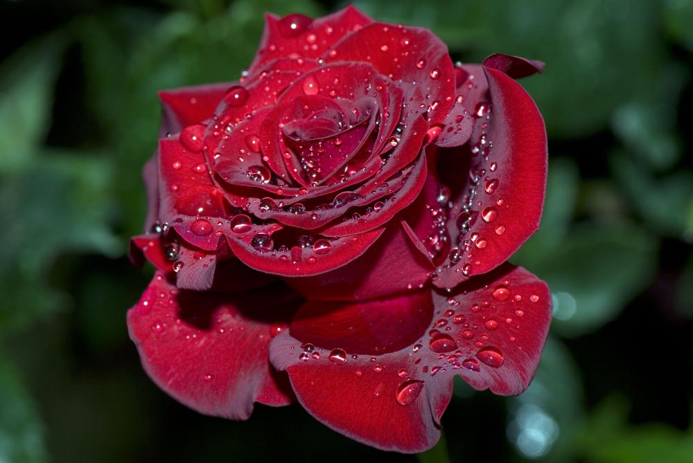 : red rose