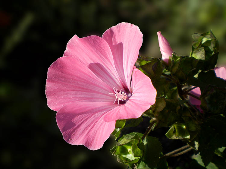 : Pink flower