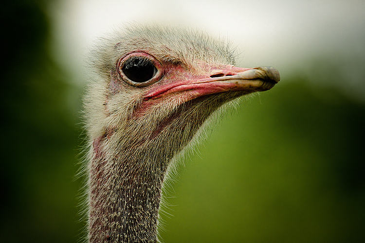 : Emu: portrait