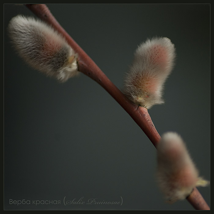 : Salix Pruinosae