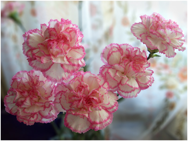 : Carnations