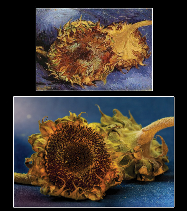 : Van Gogh. Two Cut Sunflowers