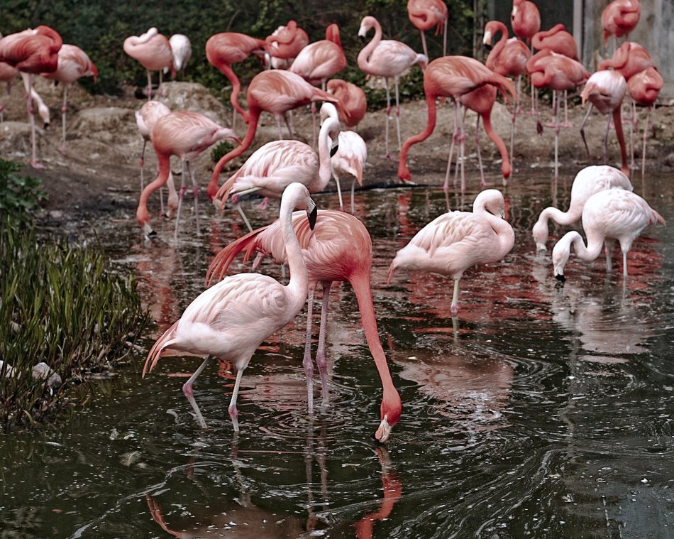 "Pink Flamingos." 