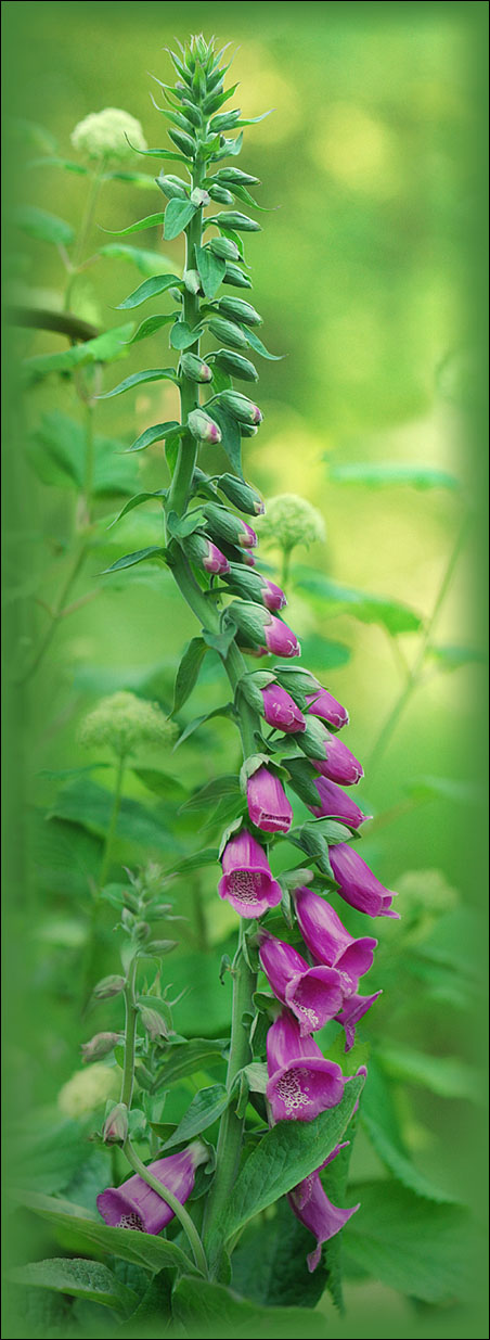 : Digitalis