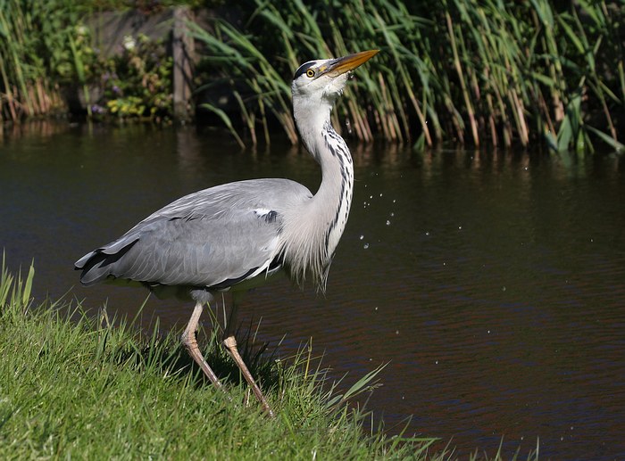 : Grey Heron