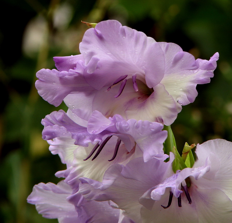 : Gladiolus