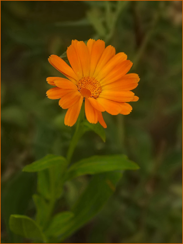 : Calendula officinalis L.