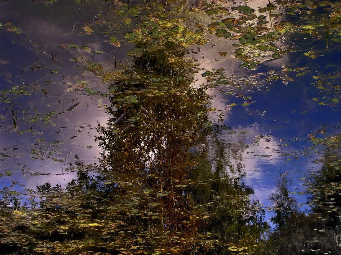 ������: ��������.