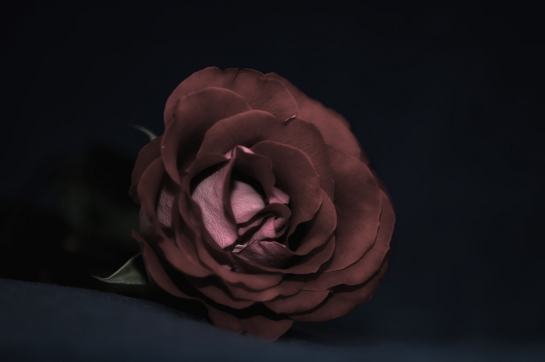 : rose(duplex)