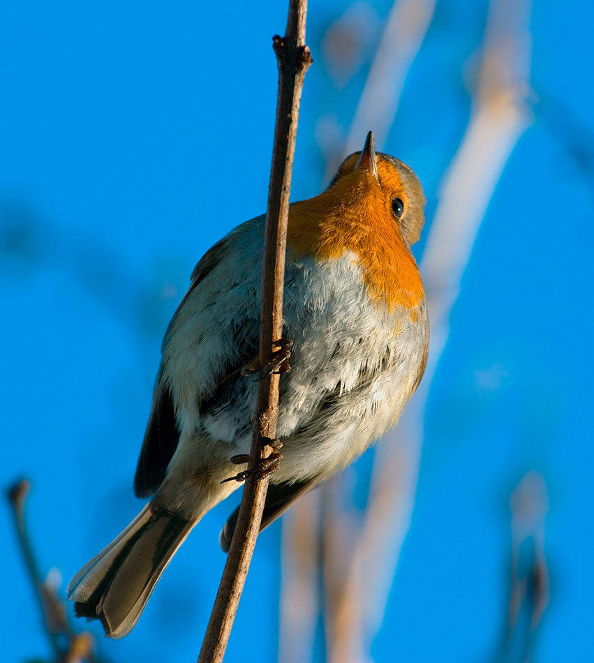 : Erithacus rubecula  .