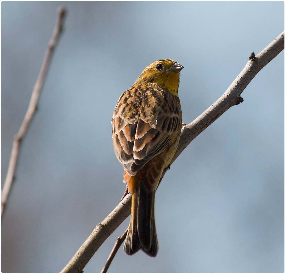 : Emberiza citrinella ( )