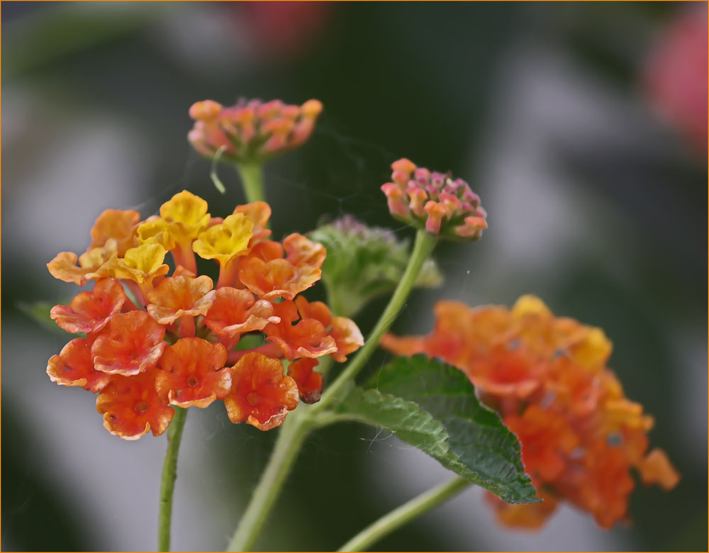 :   (Lantana camara)