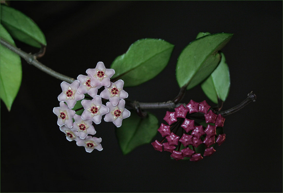 Цветок с восковыми листьями и цветами фото и названия