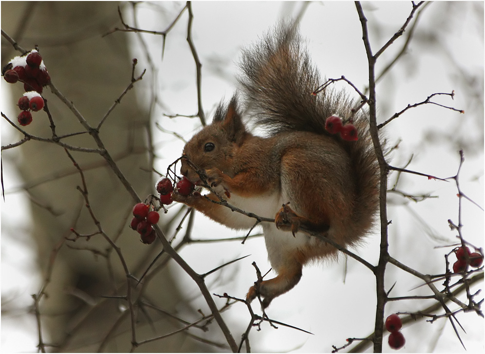 �����: ��������� ���������. 