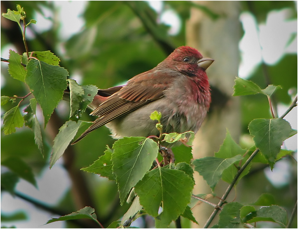 Чечевица (Carpodacus erythrinus): виды чечевиц, фото, видео, пение