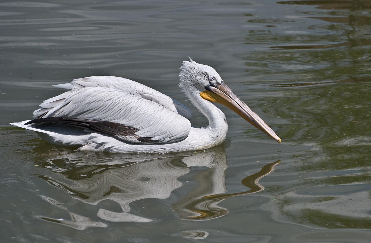 �����: ......