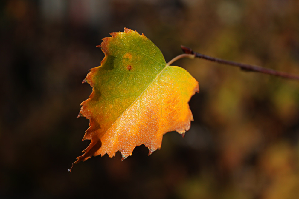 : autumn leaf