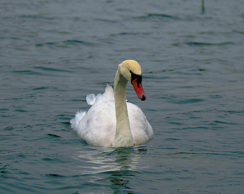 �����: ������ ����