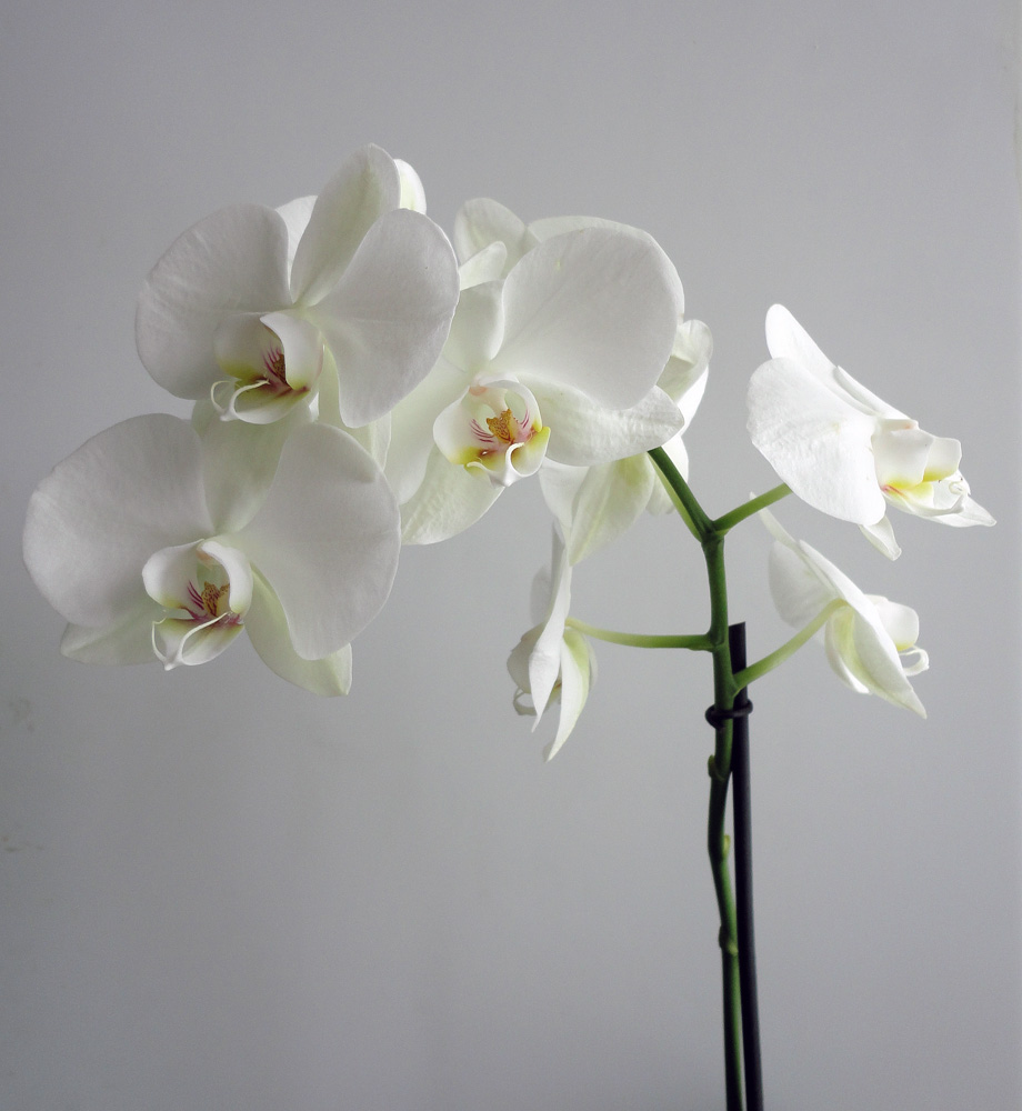 :  Phalaenopsis