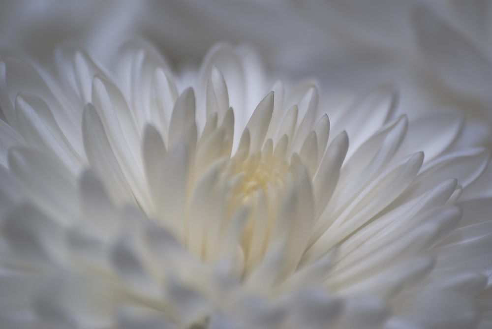 : Snow flower