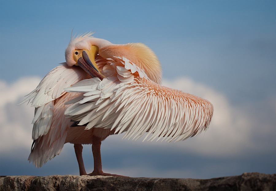 : The Rose Pelican