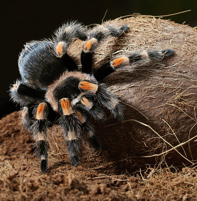 /: Brahipelma Smithi