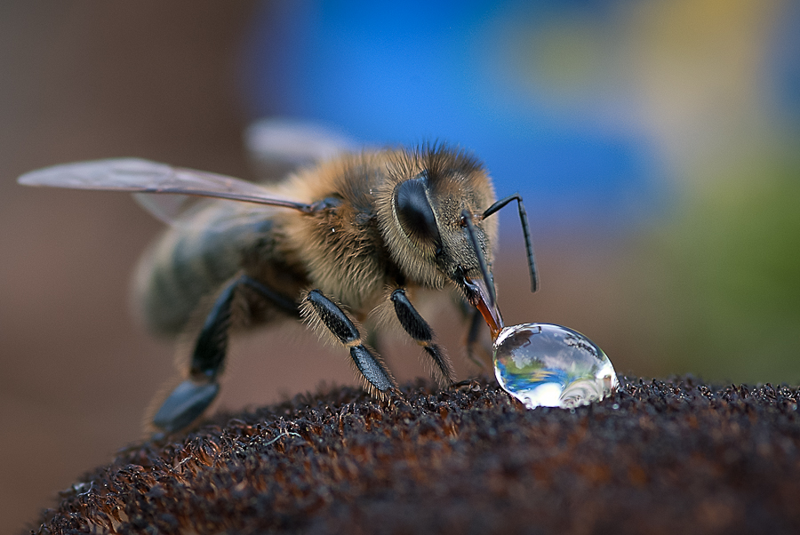 Макро/Жуки: Пчелка