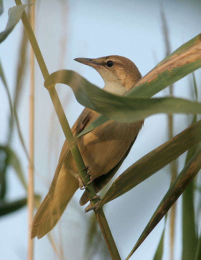 �����: ��������� ������������