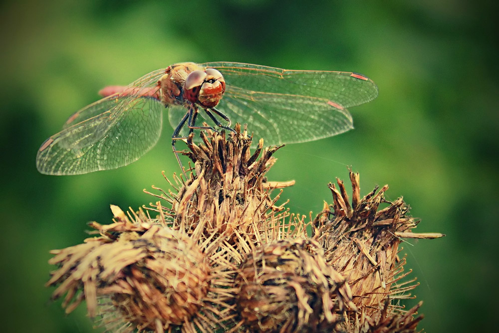 /: golden dragonfly