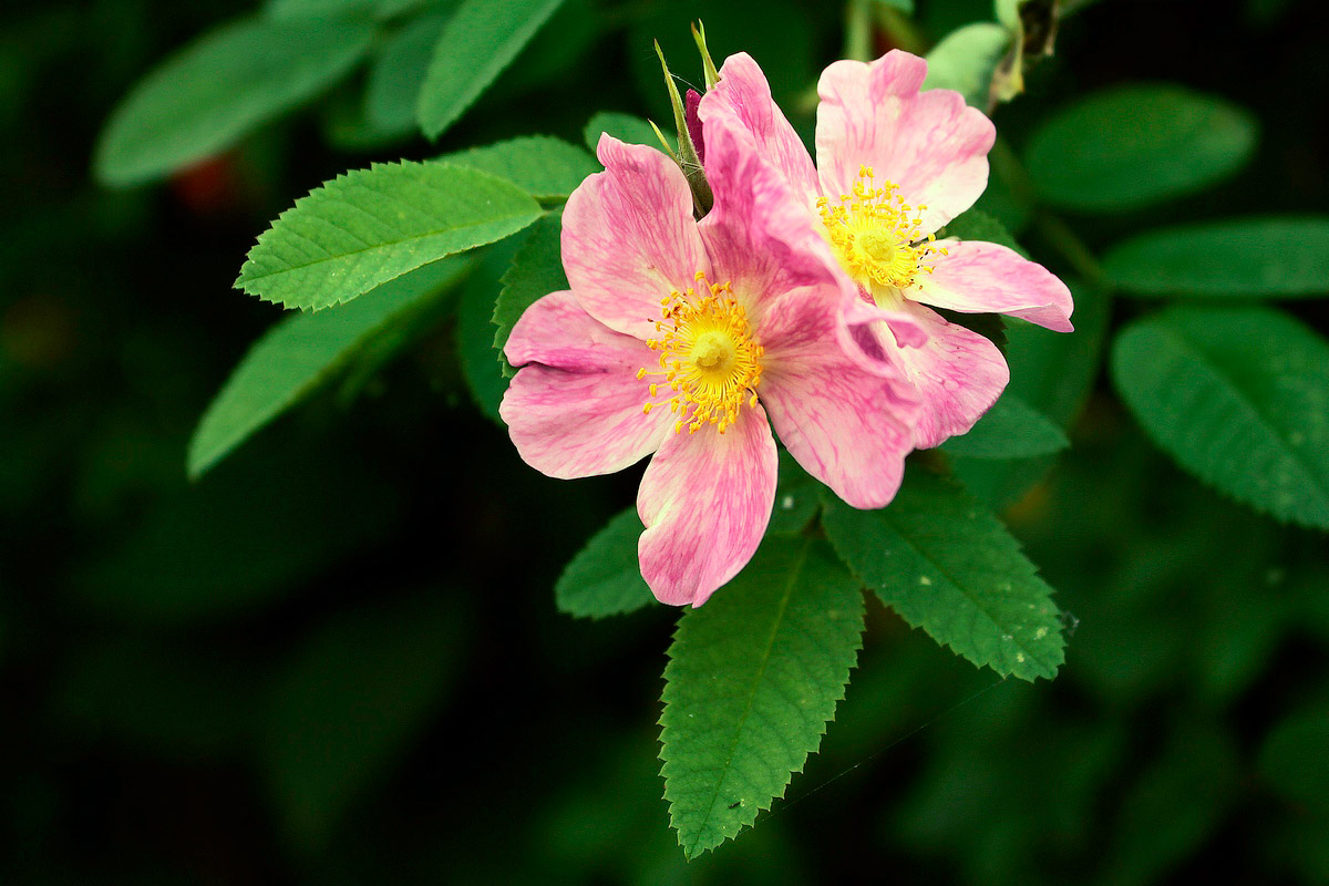 : Wild Rose in the series