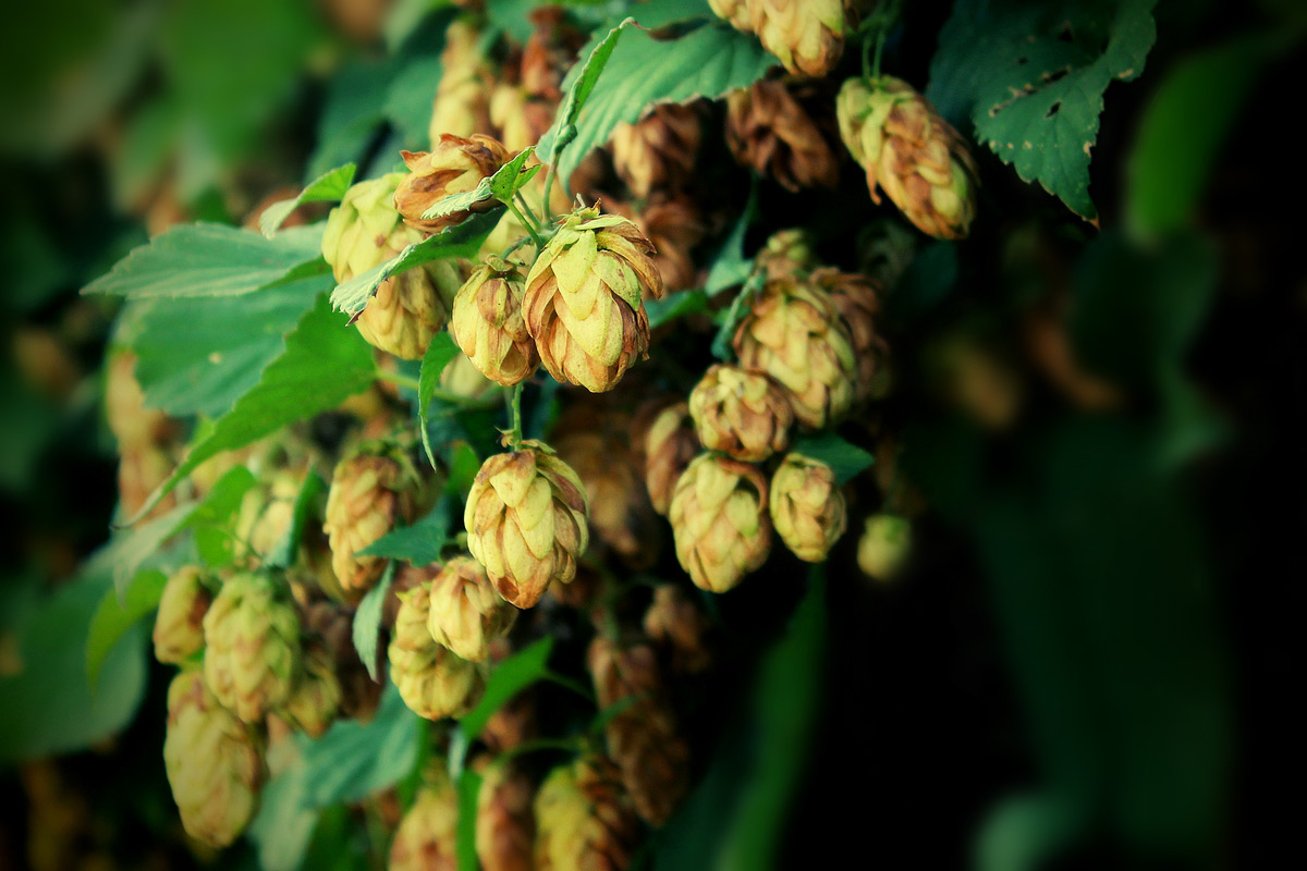 : summer hops