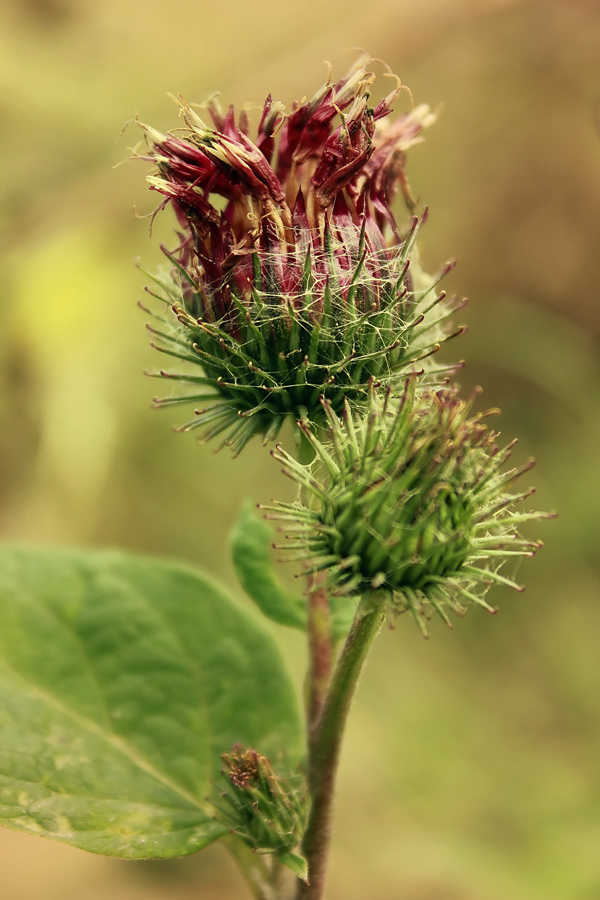 : beautiful thorns