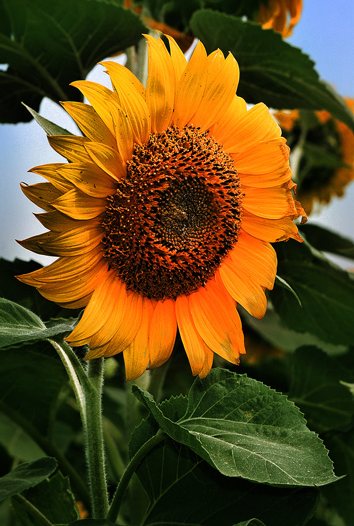 : Girasole 