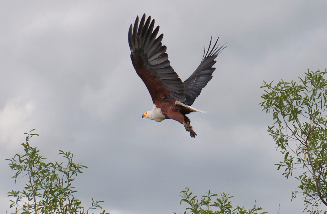 : Fish eagle
