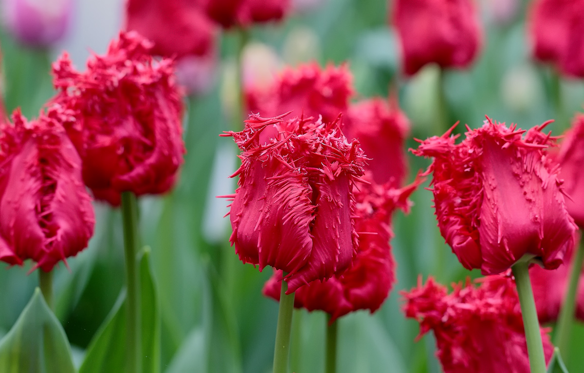 �����: krasnoe...