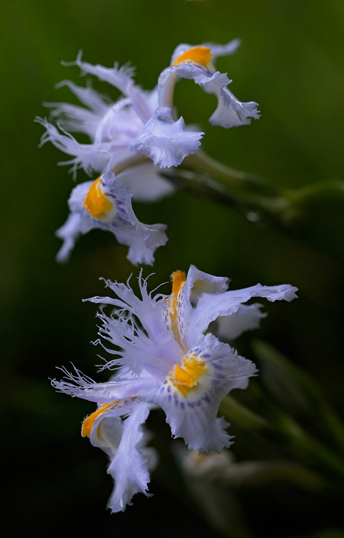 �����: *****