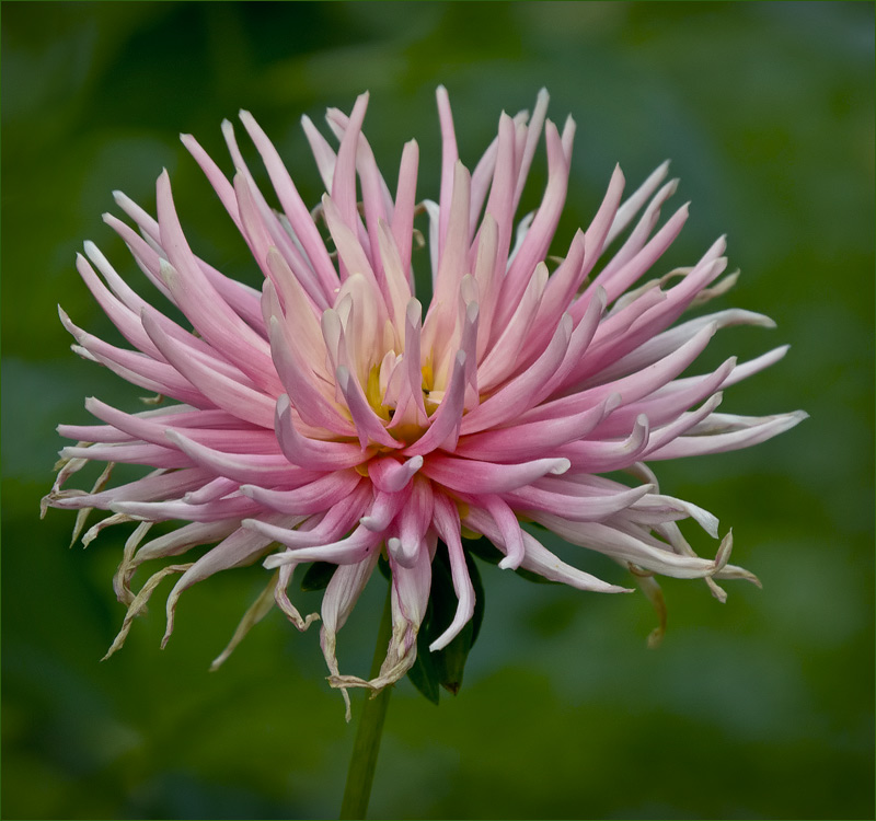 �����: ����� �����...