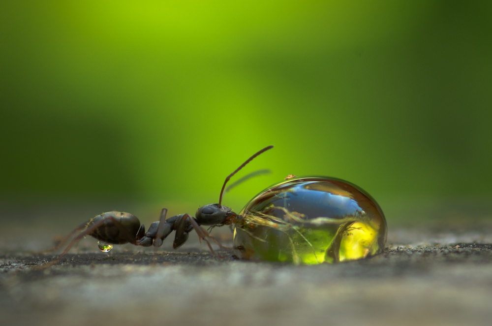 �����/����: ��������