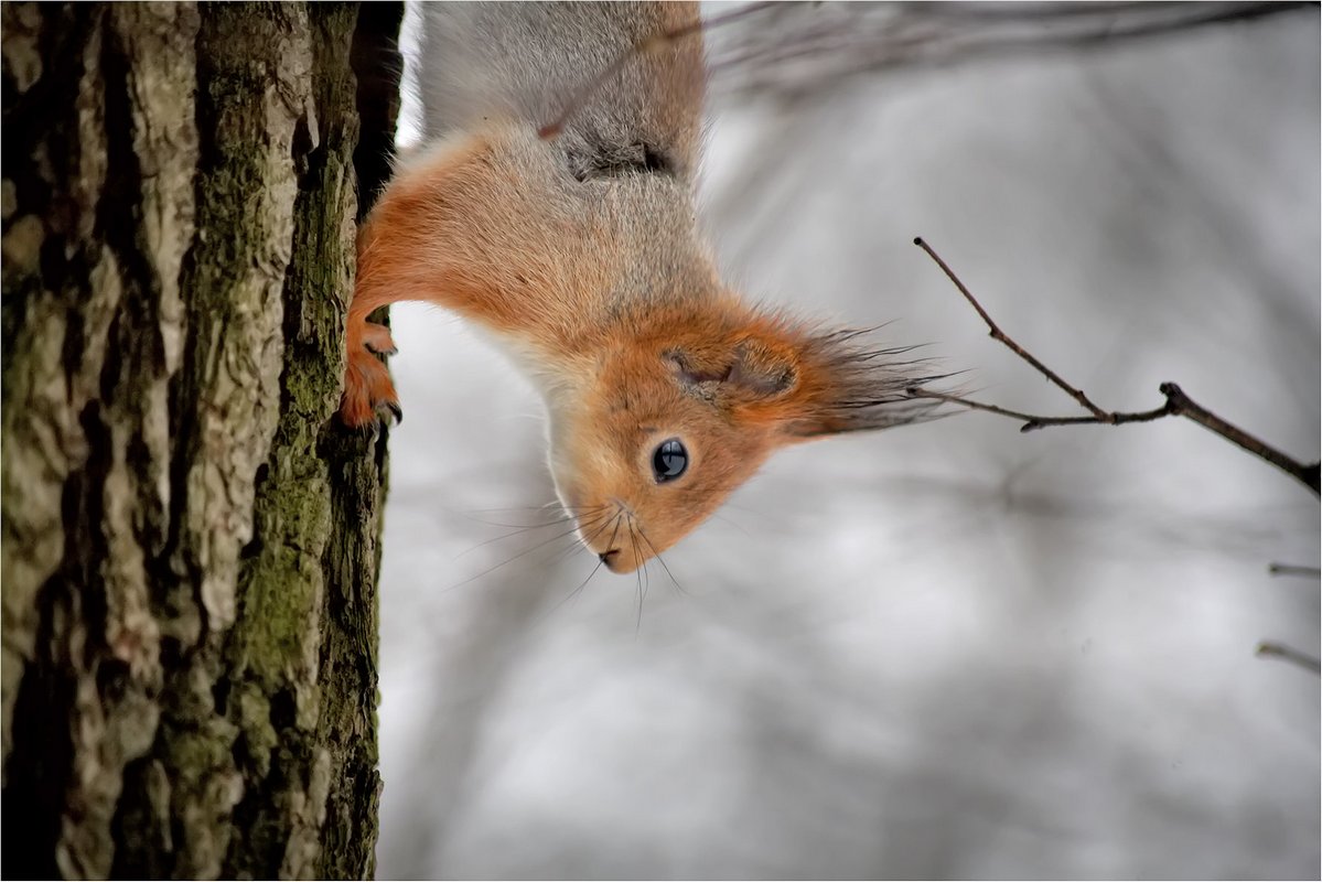 : squirrel