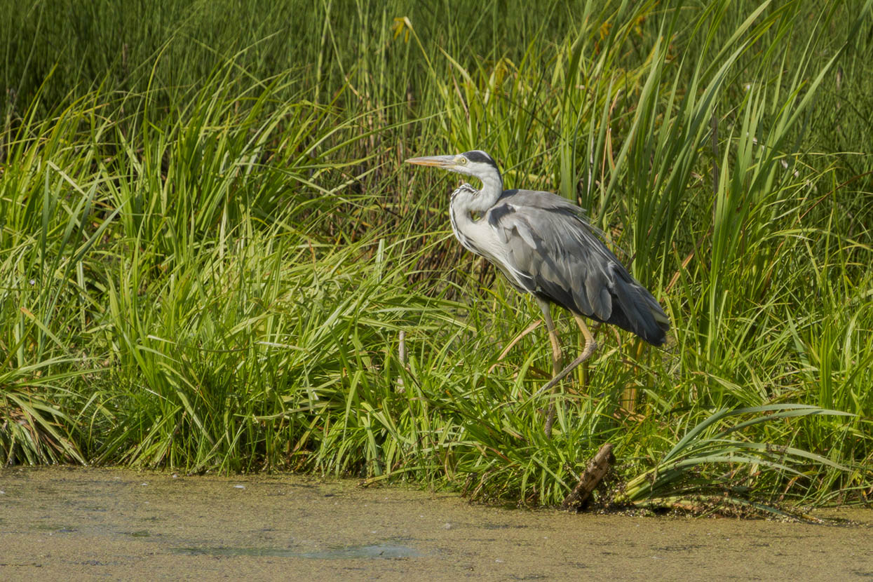 : Ardea cinerea