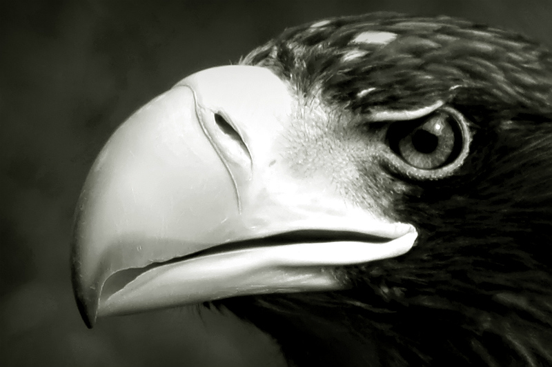 : Eagle Vision