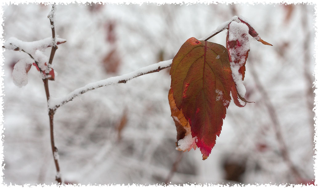 �����: ������