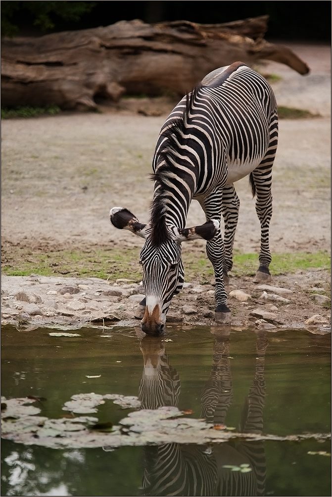 : zebra