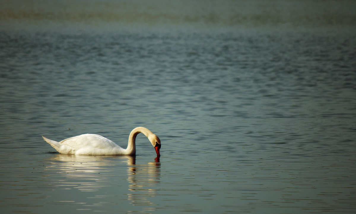 : Evening swan