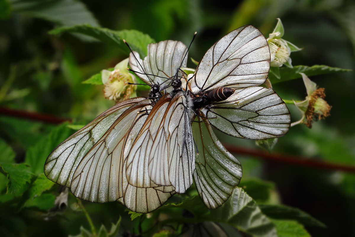 �����/����: ***